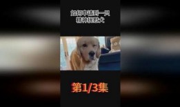 娱乐吃瓜酱精神抚慰犬,陪你度过欢乐时光